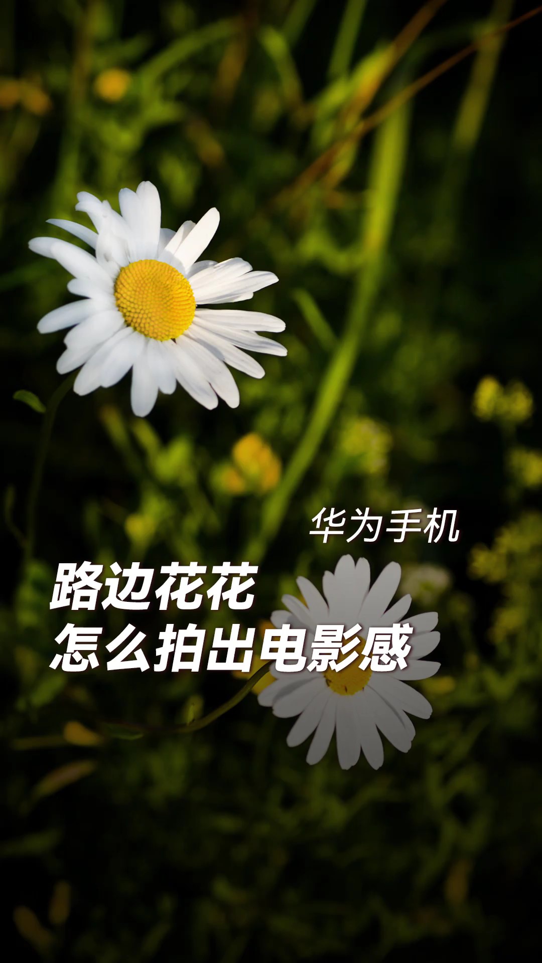 【玩机教程】路边花花拍出电影感-爱乐享资源网