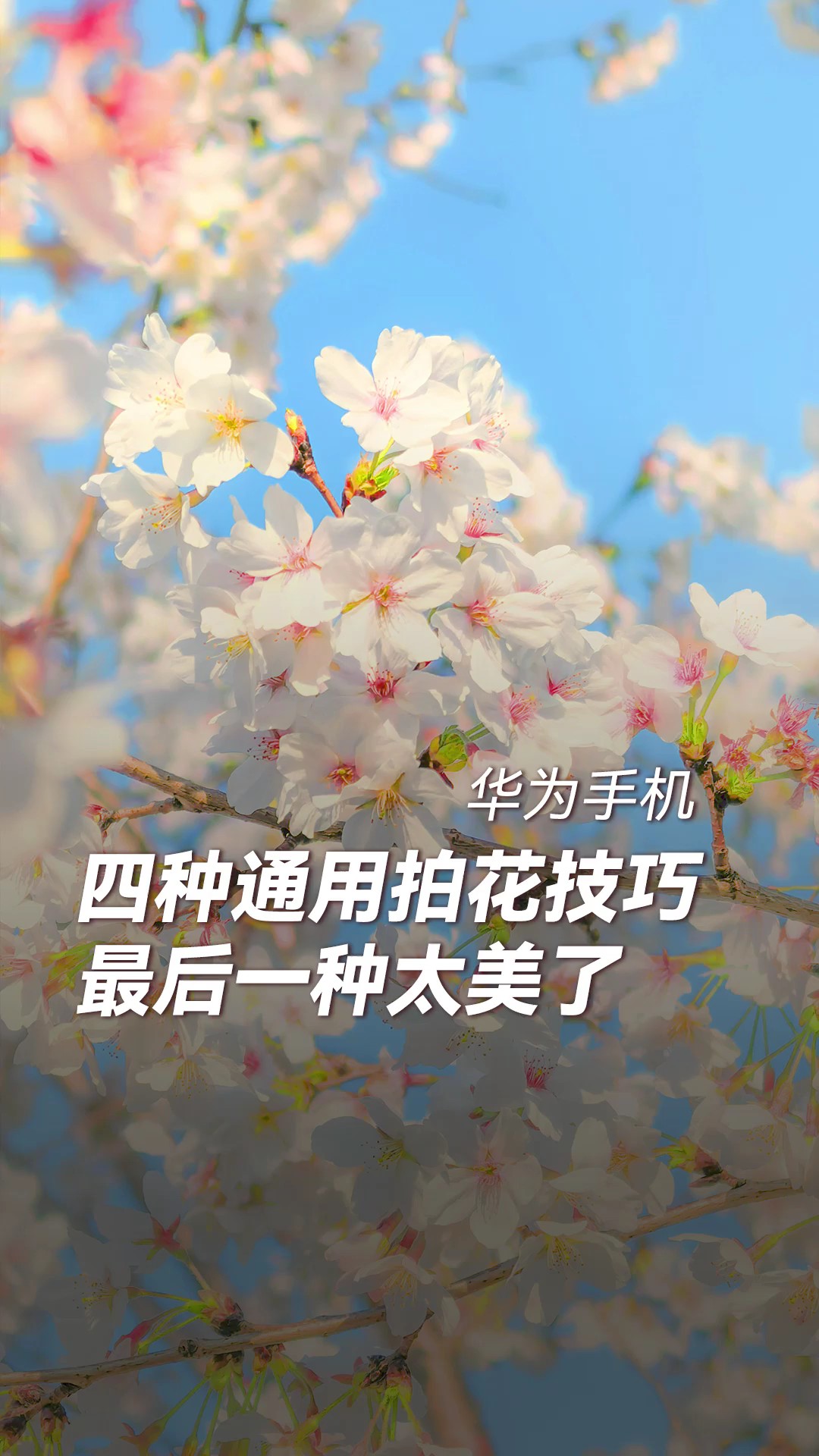 【玩机教程】四种拍花技巧-爱乐享资源网