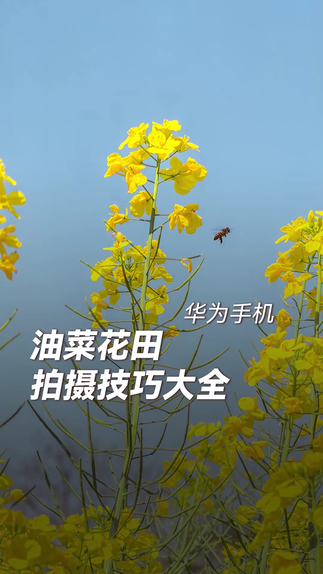 【玩机教程】油菜花怎么拍？-爱乐享资源网