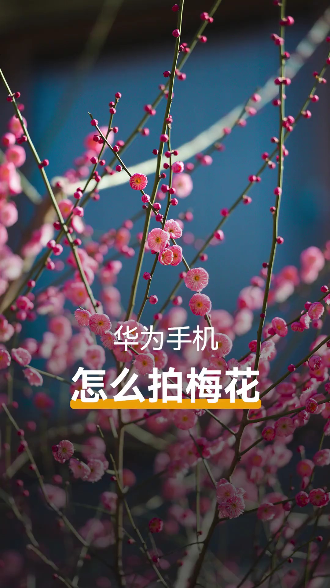 【玩机秘籍】梅花拍照技巧来啦，试试用手机拍出高级感大片-爱乐享资源网