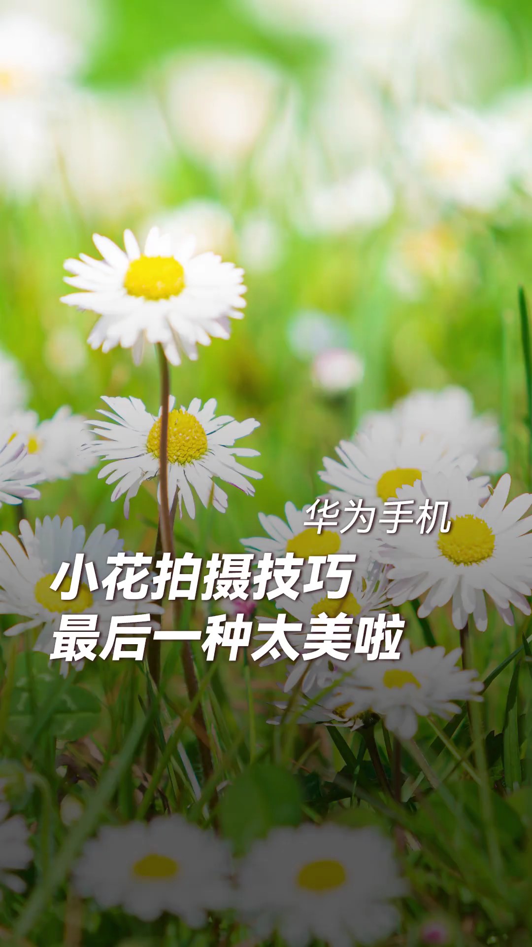 【玩机教程】小花拍摄的四个技巧-爱乐享资源网